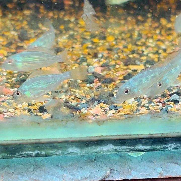 慈鲷福利3条F1荧光绿关刀