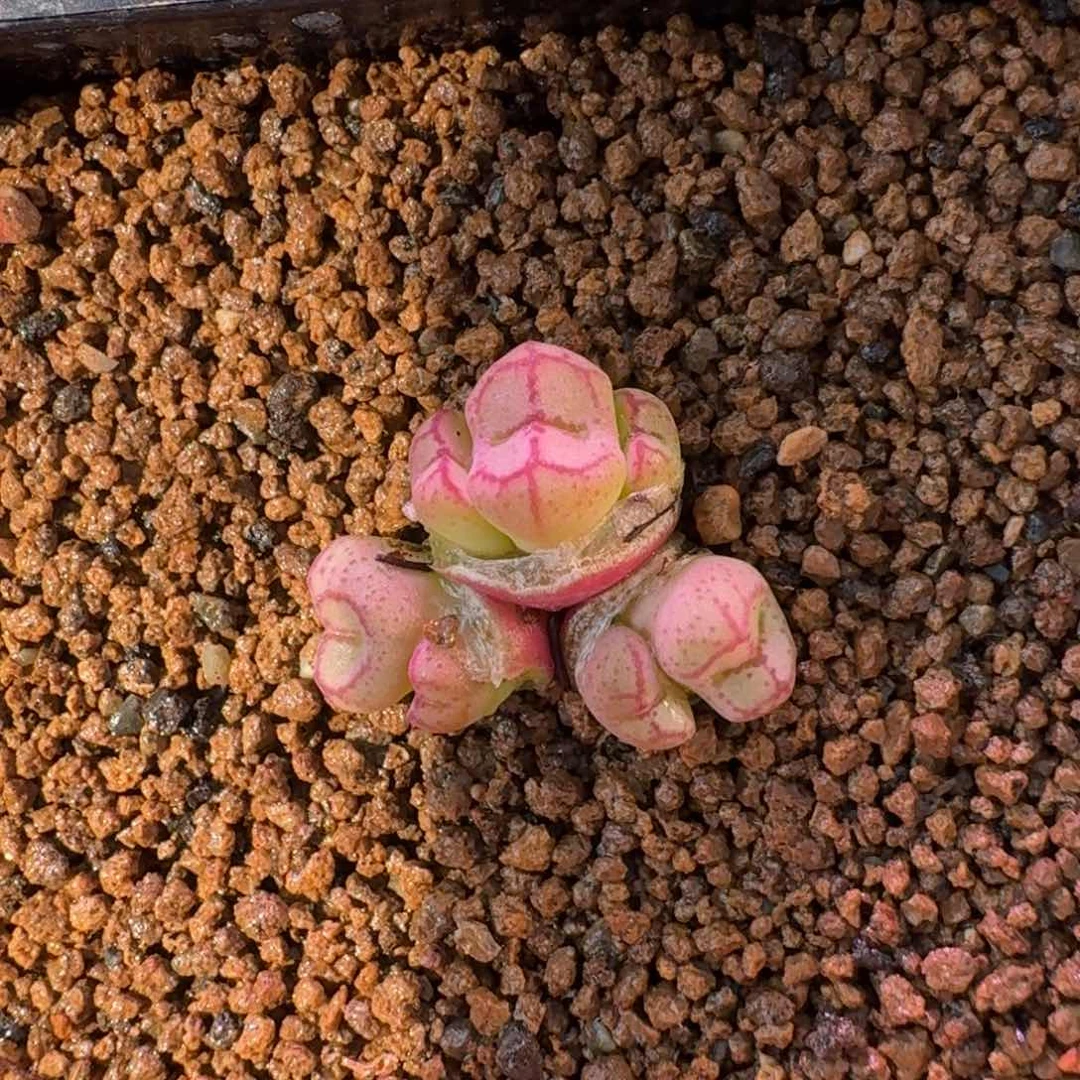 云缦精品番杏19.4 伍斯特猴脸