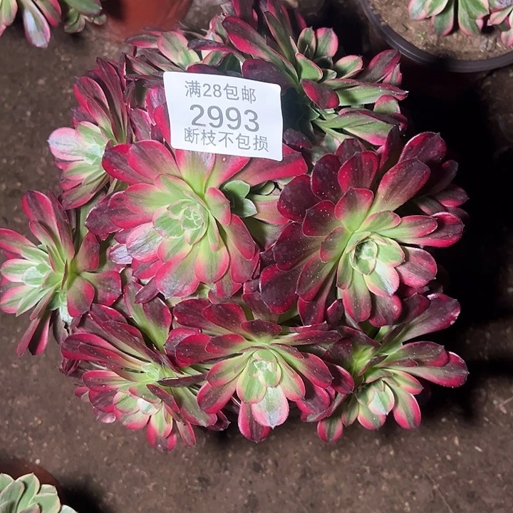 2993红玫瑰安娜多肉植物