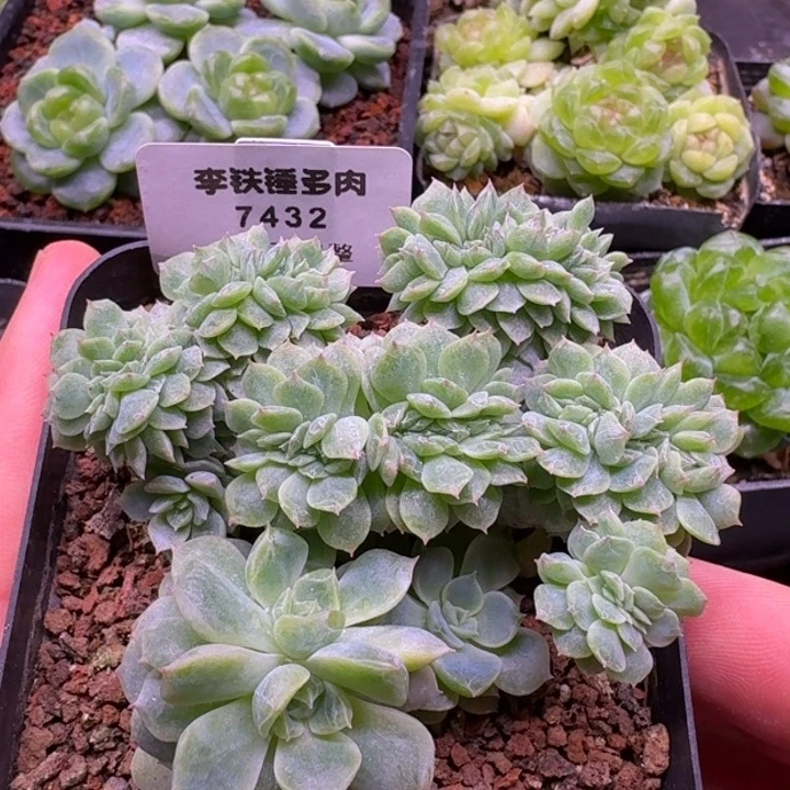 7432纸鸢缀化一物一拍7cm盆