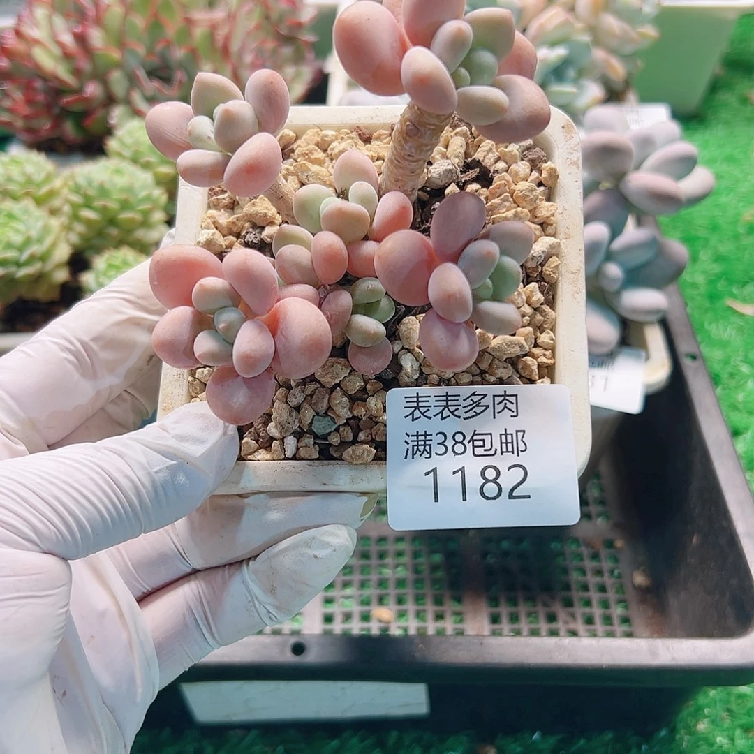 多肉一物拍植物1182
