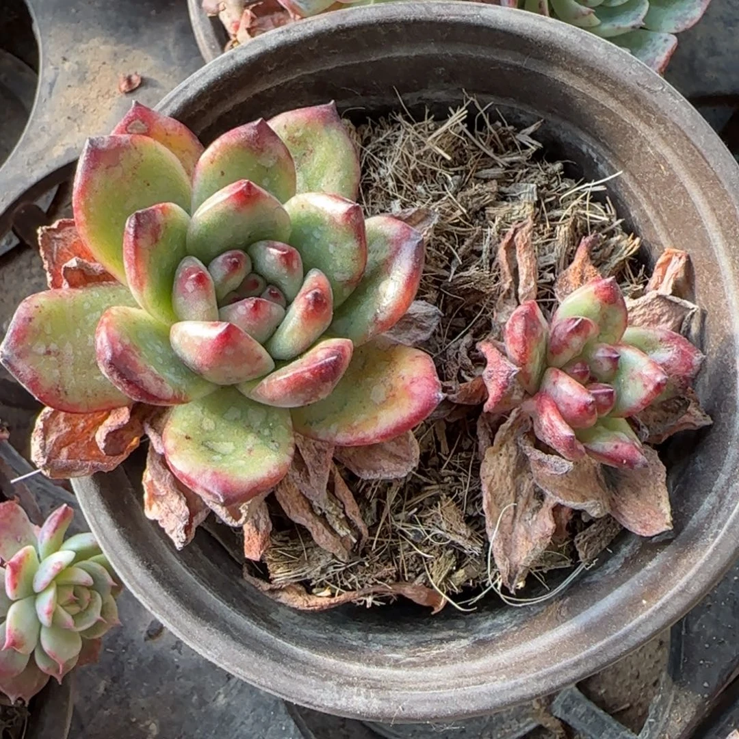 无花朵一块钱tm双头福袋