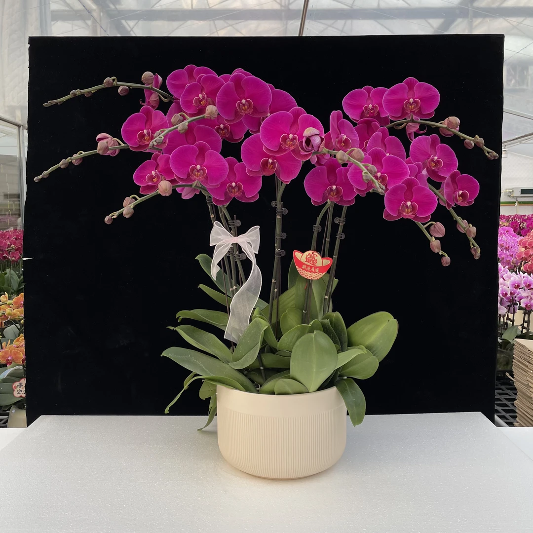 南汐蝴蝶兰【大辣椒】红花系年宵热宠品种 带花带花苞发货