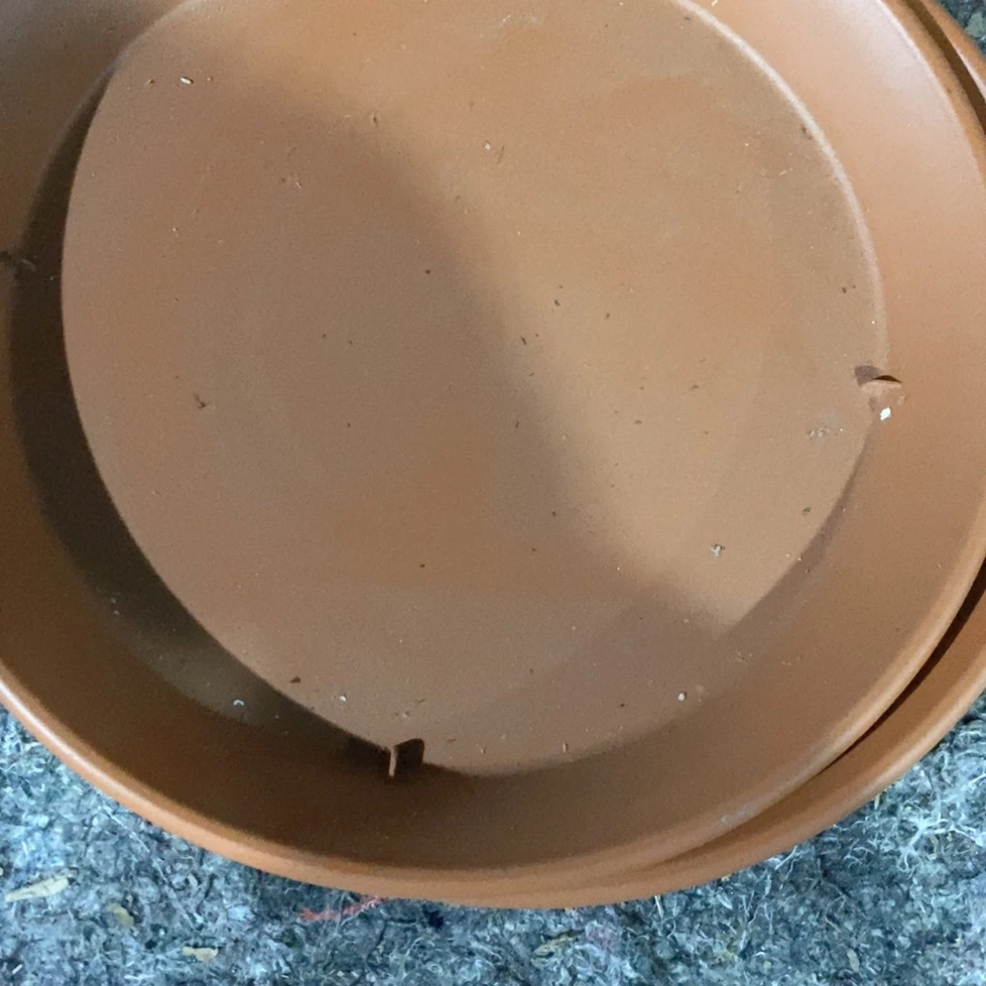 2个29.5口深色浮雕托盘