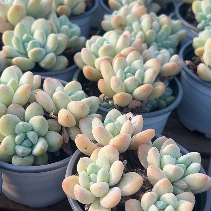 多头        奶油  美人