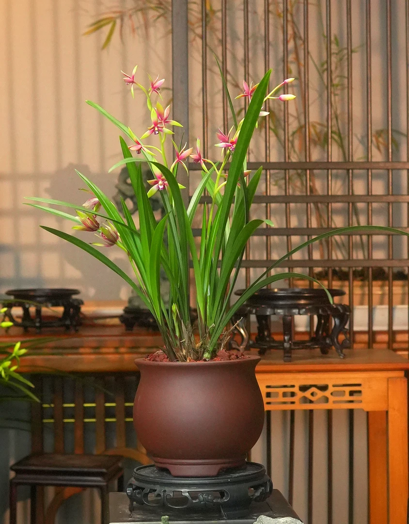 建兰铭品【小国魂】带高端紫砂花盆幽香兰花室内好养易活