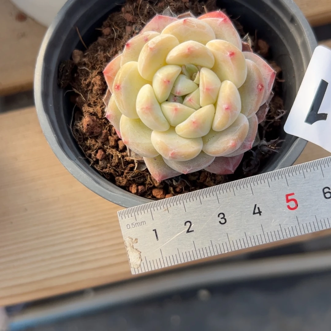 米*米681 多肉植物组合