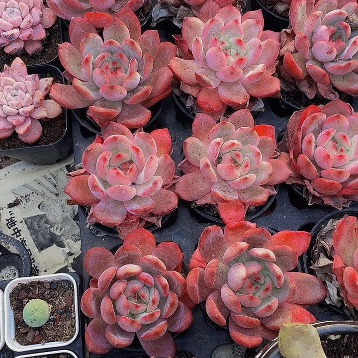 格林2.8带盆土发货