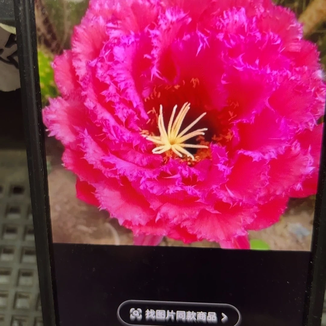 荣耀自花毛侧牙20包邮仙人球29