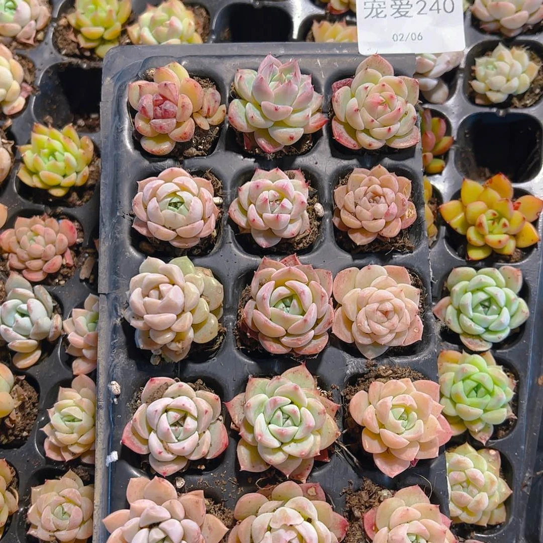 直播福利一物一拍240