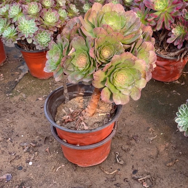 254万断枝法师多肉断枝不售后