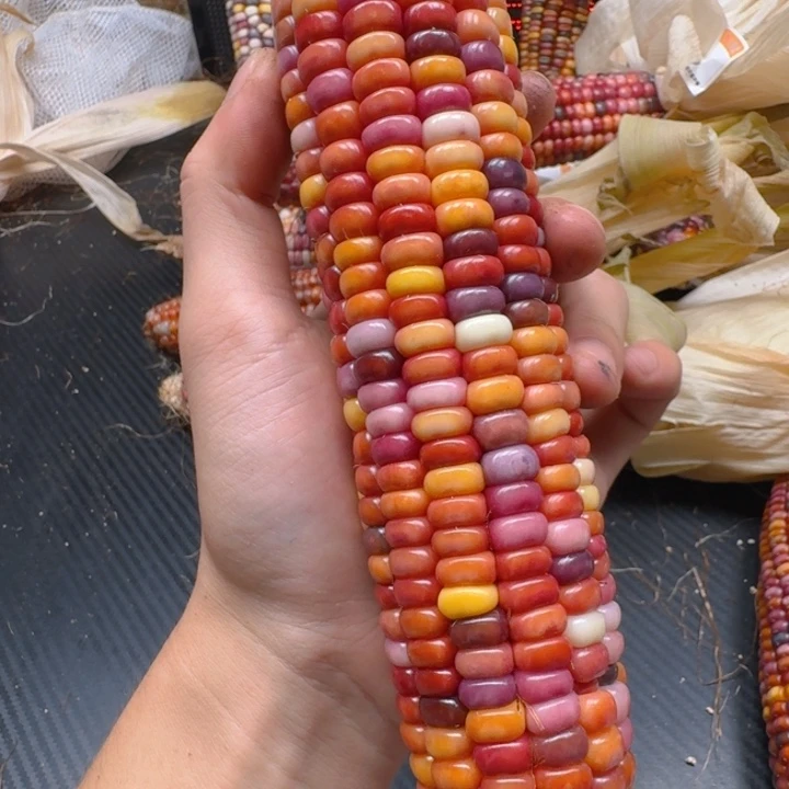 路***二吊坠柏香籽/百香籽