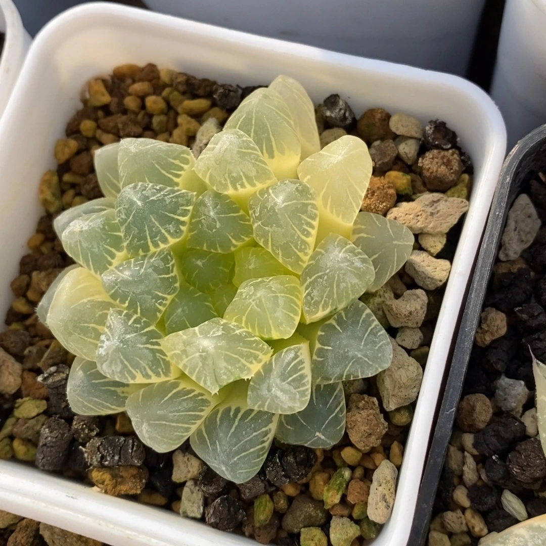 一颗实生糊斑玉露锦