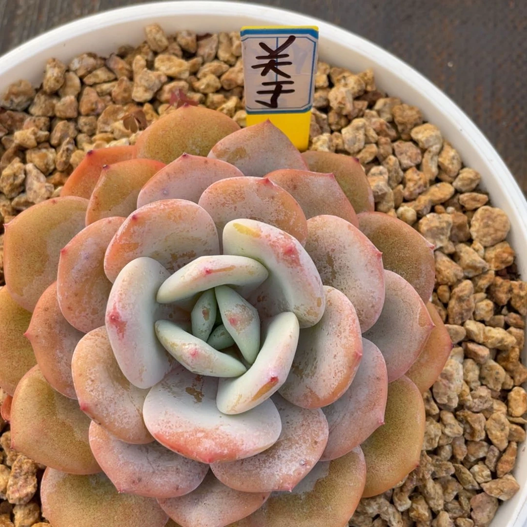 关****事姐姐真的超级棒……