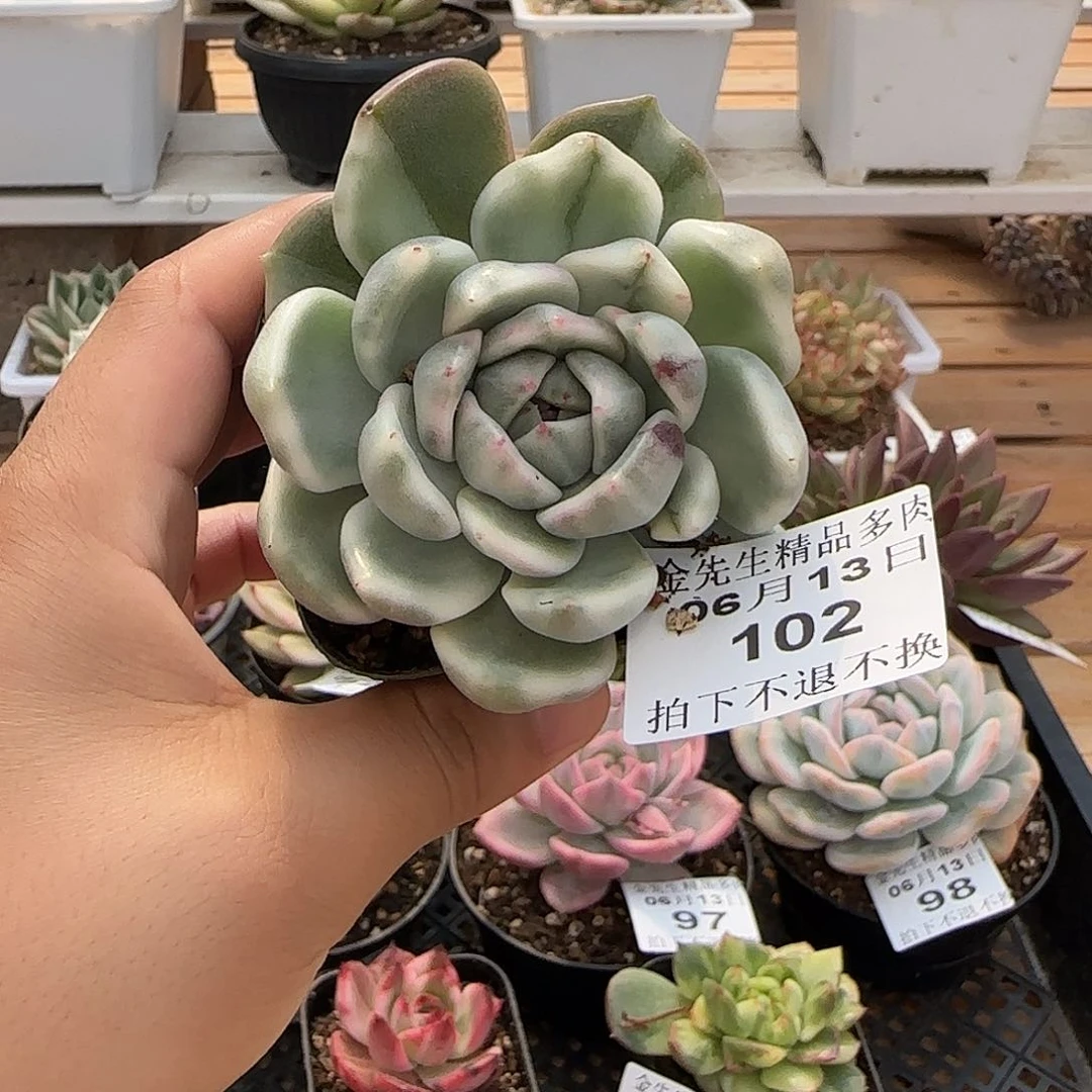 0613-102黑玫瑰锦