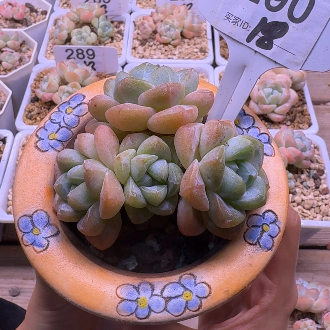 290-冰玉清货18一颗