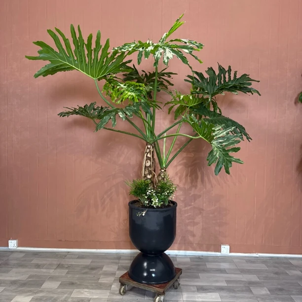 龙鳞春羽老桩大型绿植盆栽室内客厅吸甲醛好养观叶绿植