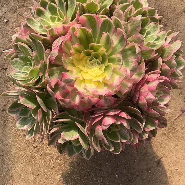多肉植物粉体海王锦…………