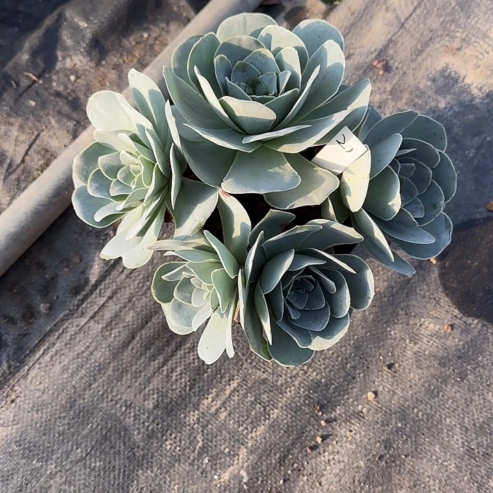 山地玫瑰一物一拍，脱土发，21号，不包断侧芽