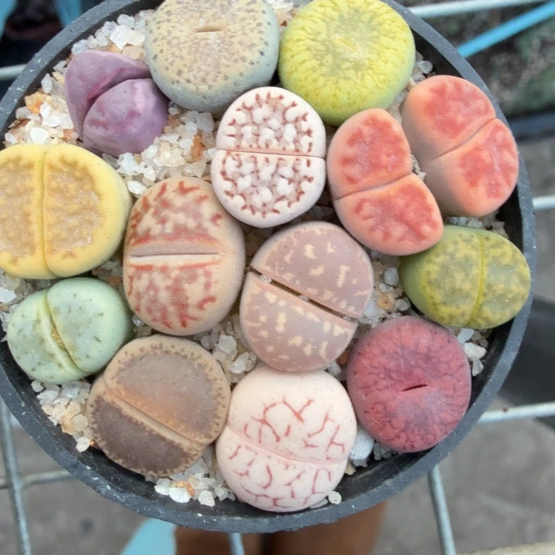 你要吃就不要管他们哈693