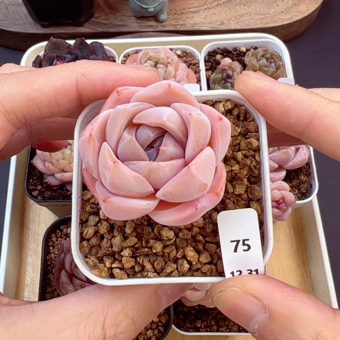 好好看75、哈哈哈哈