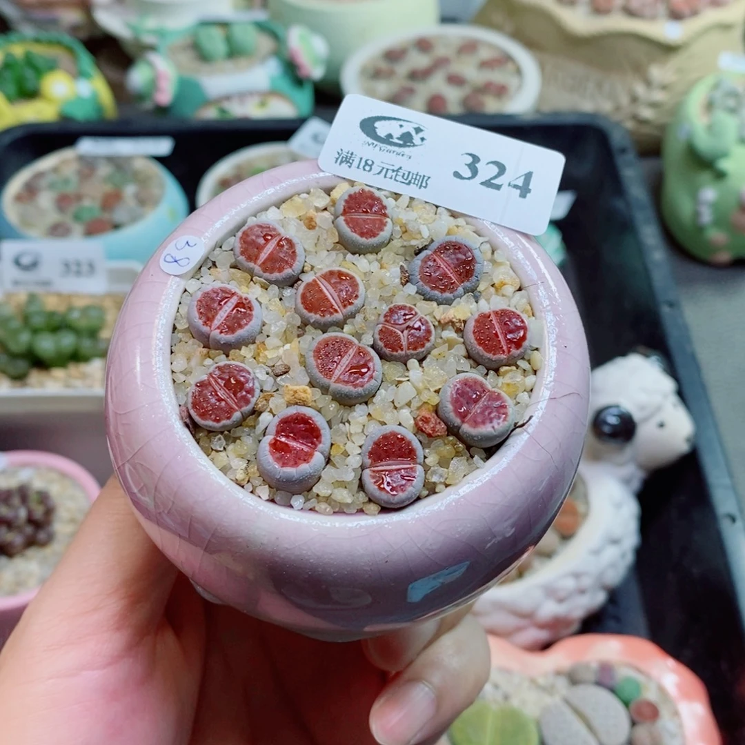 生石花花花花花花324