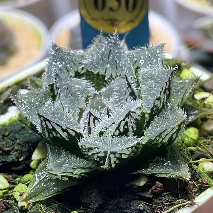 630赤冰特选福利一物