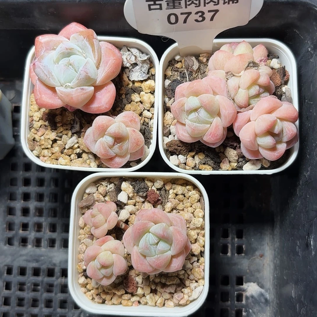 阿****✨0737啊漾专拍一组包整