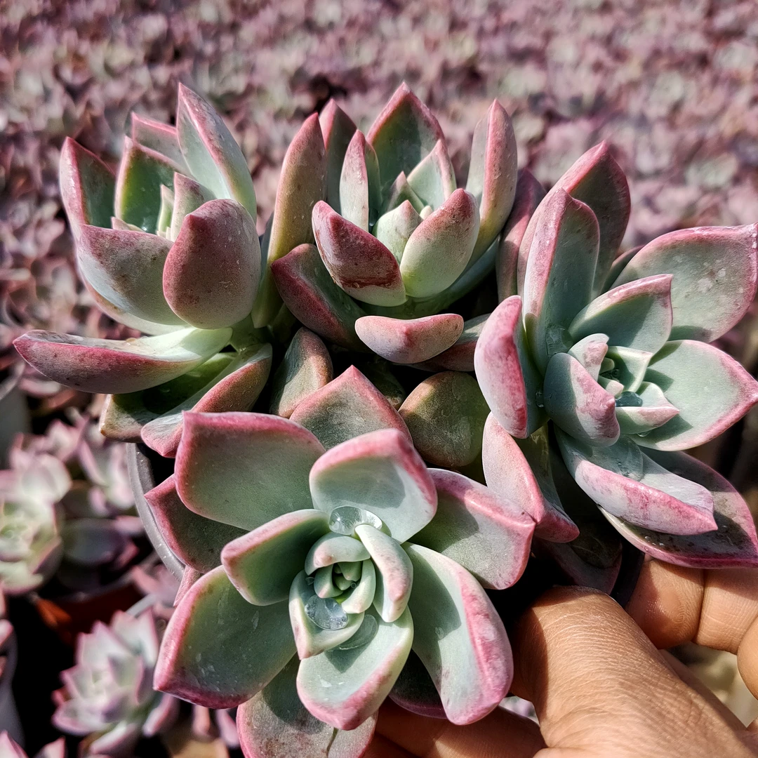 冰月优选基因血凤白月光多肉植物好养适合办公室阳台