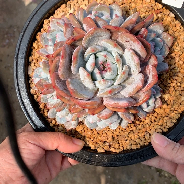 捂****112755嗯嗯嗯嗯嗯嗯好喜欢