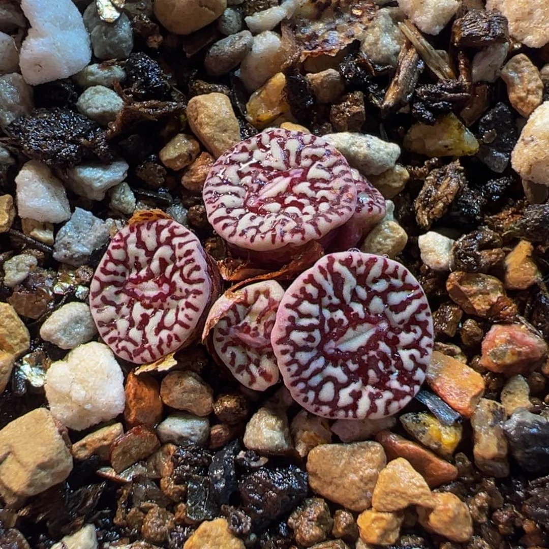 752多肉植物种类多样