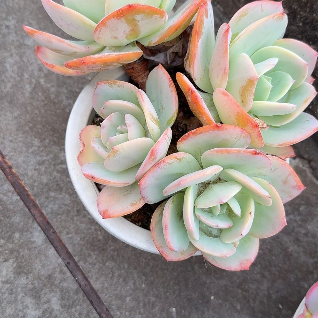 吴***）白凤多肉植物一颗