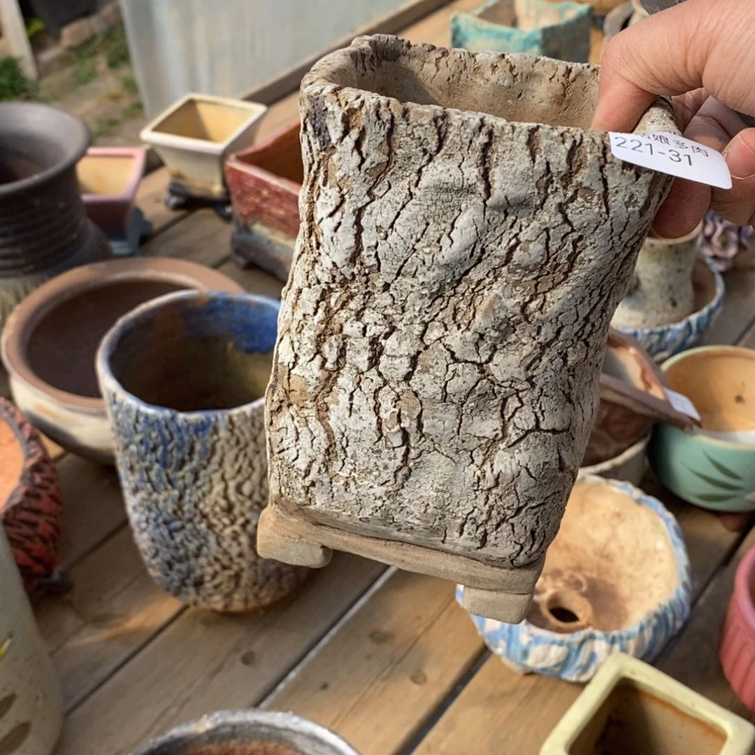 红陶近**赤31号多肉盆一个呀