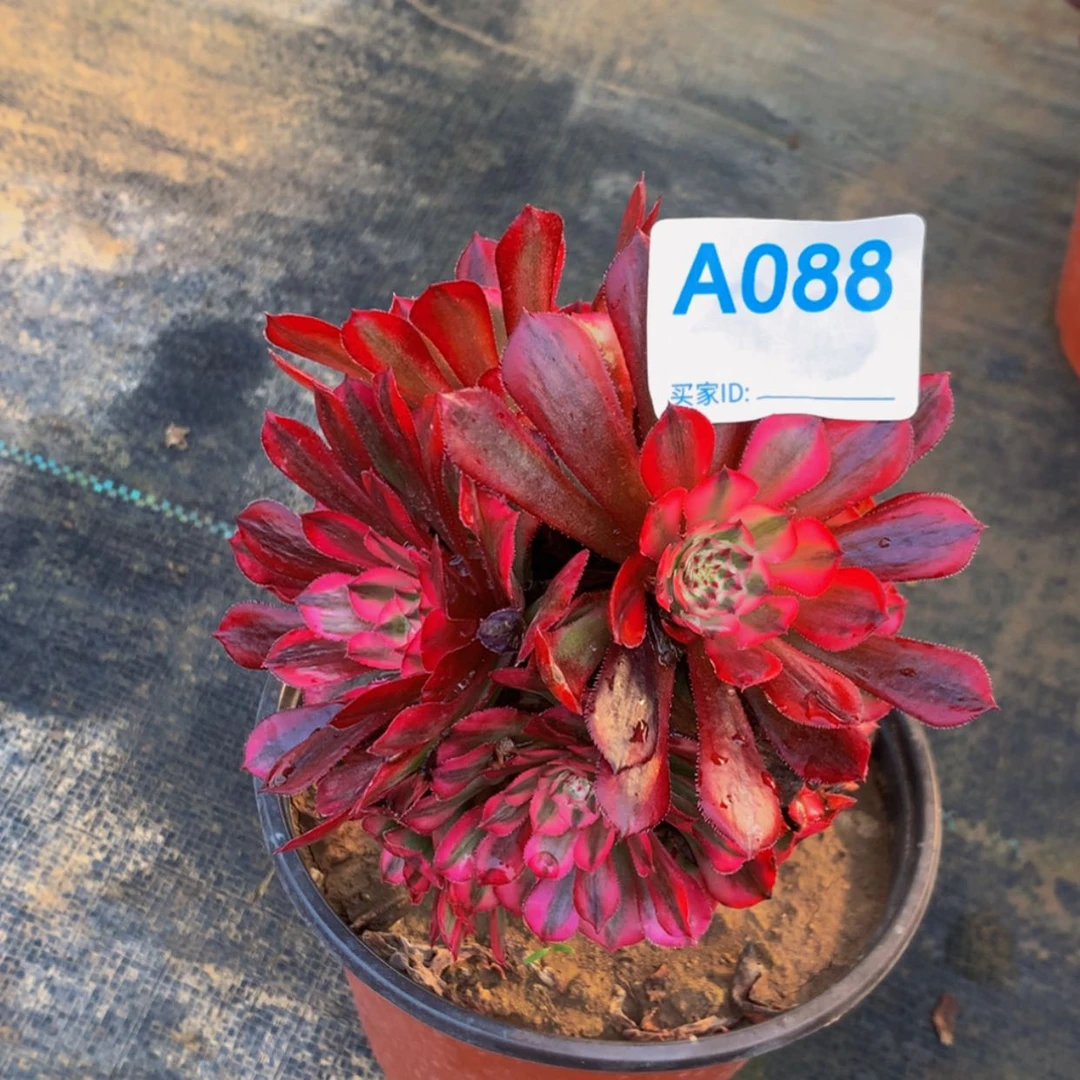 【闪购商品】黑*瑰88红彤多肉