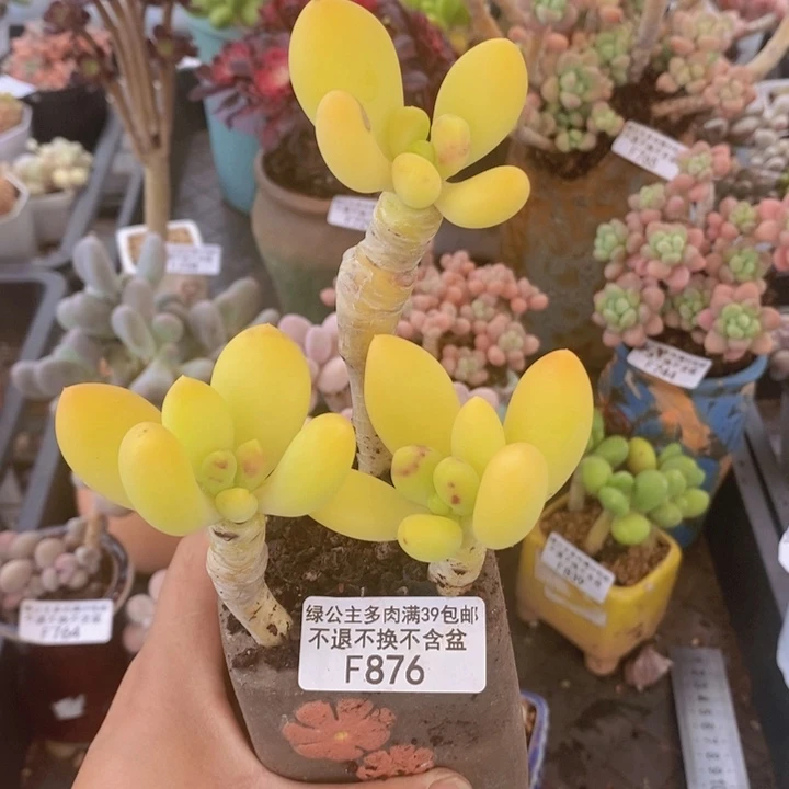 金蝉老桩876多肉植物