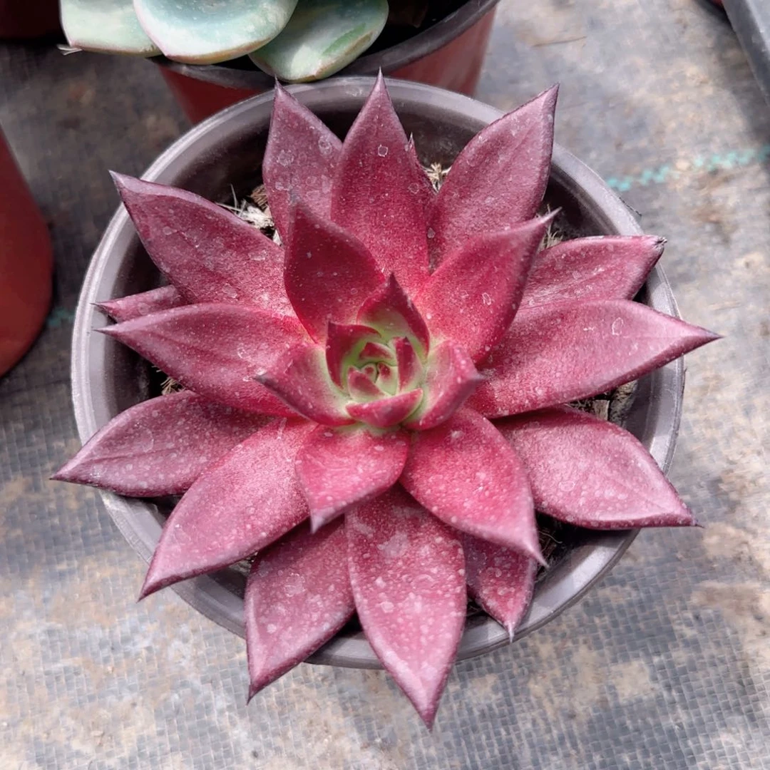 无花朵罗宾单头特价多肉
