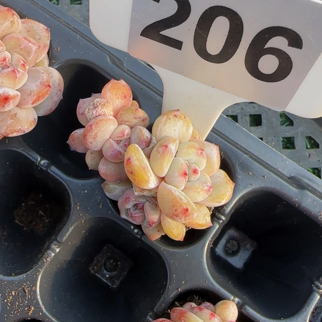 206 一物一拍特价福利