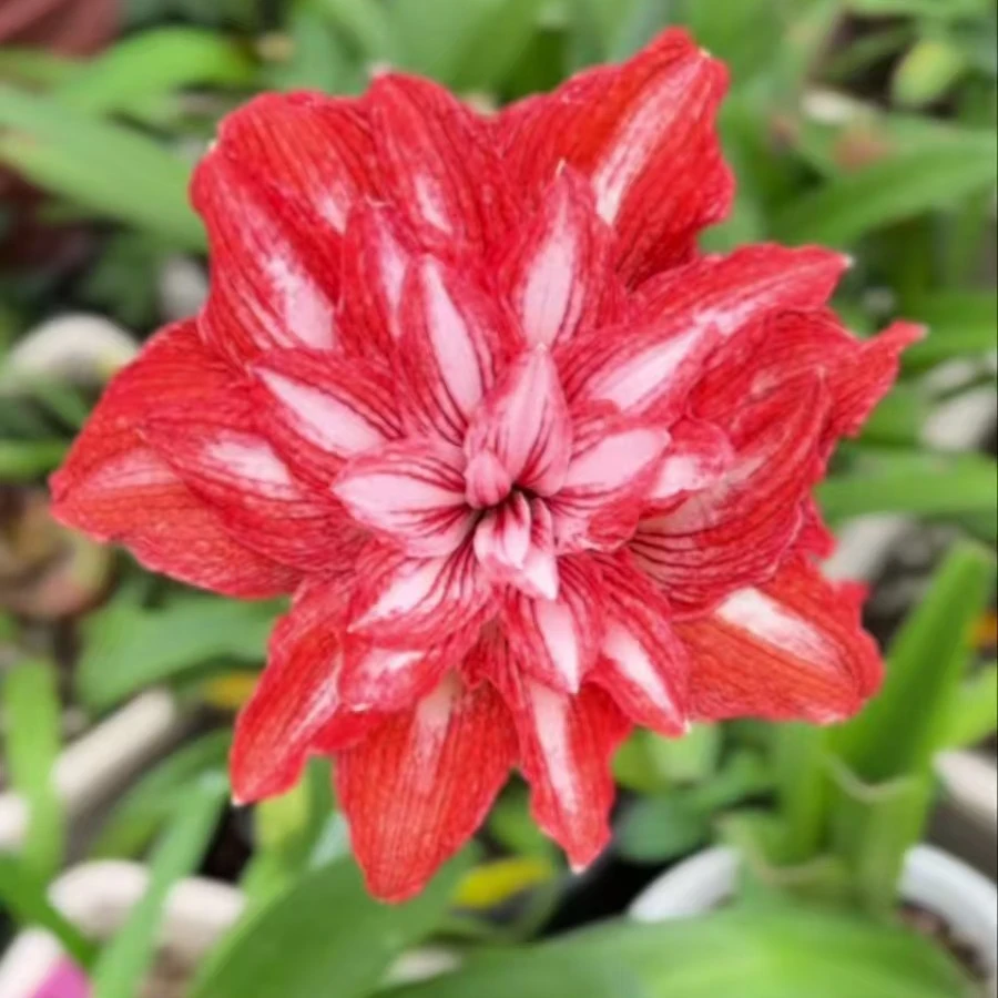 朱顶红-凤凰涅槃开花大球6.5-7cm+4侧包对版，不包后期养护