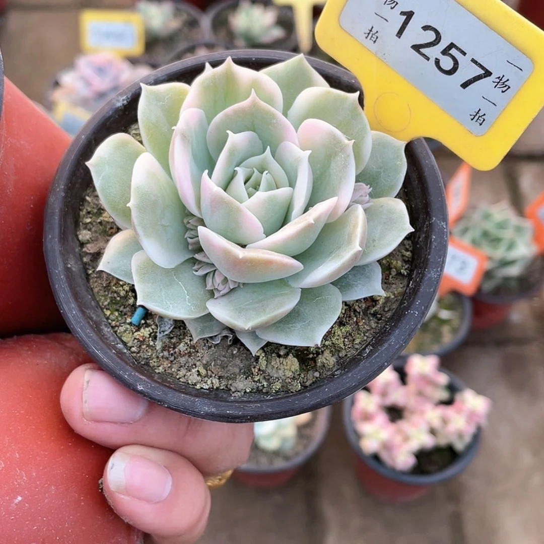 【闪购商品】1257号