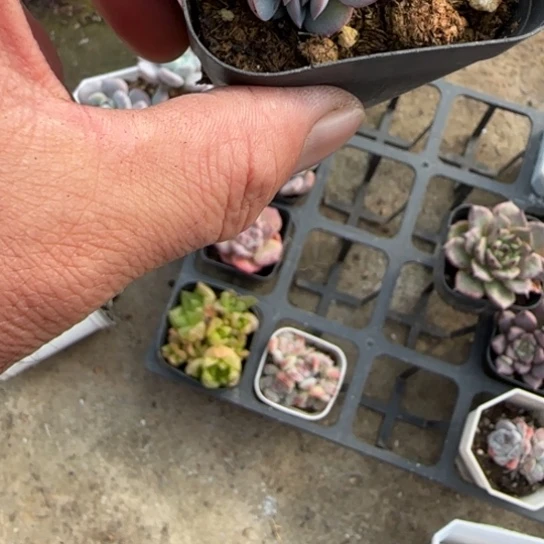 随***心228布鲁蓝缀多肉植物多