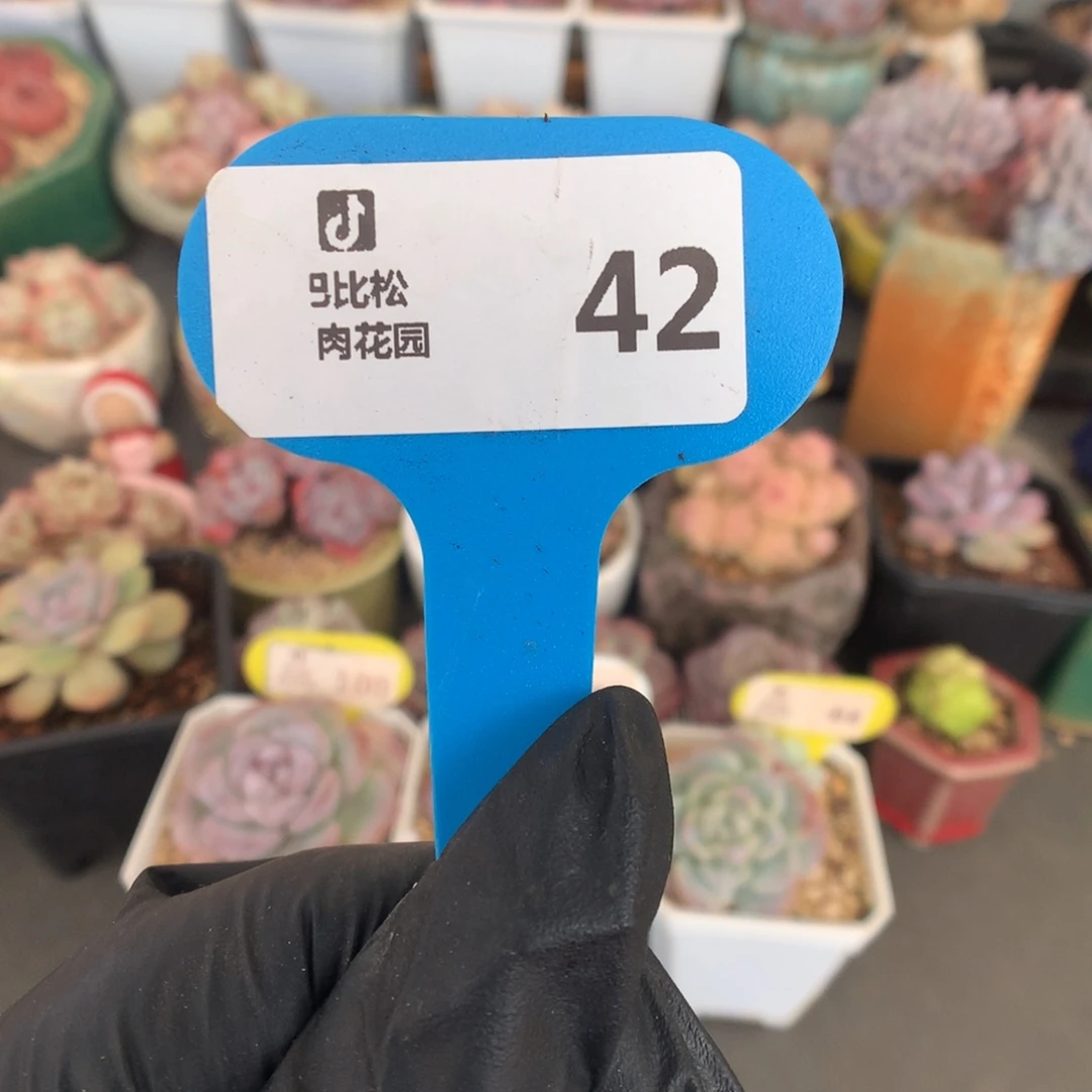 42 冰玉石化盲盒拍