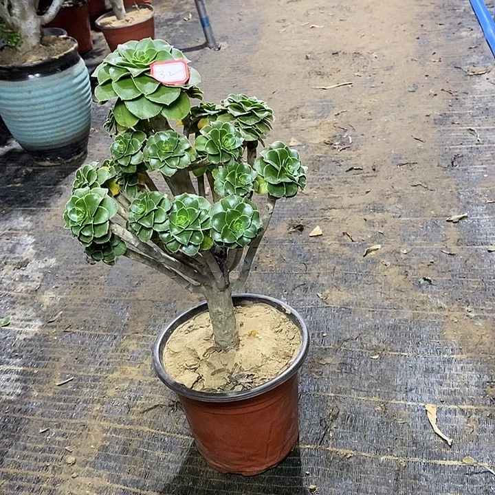 32，绿法师14567889999