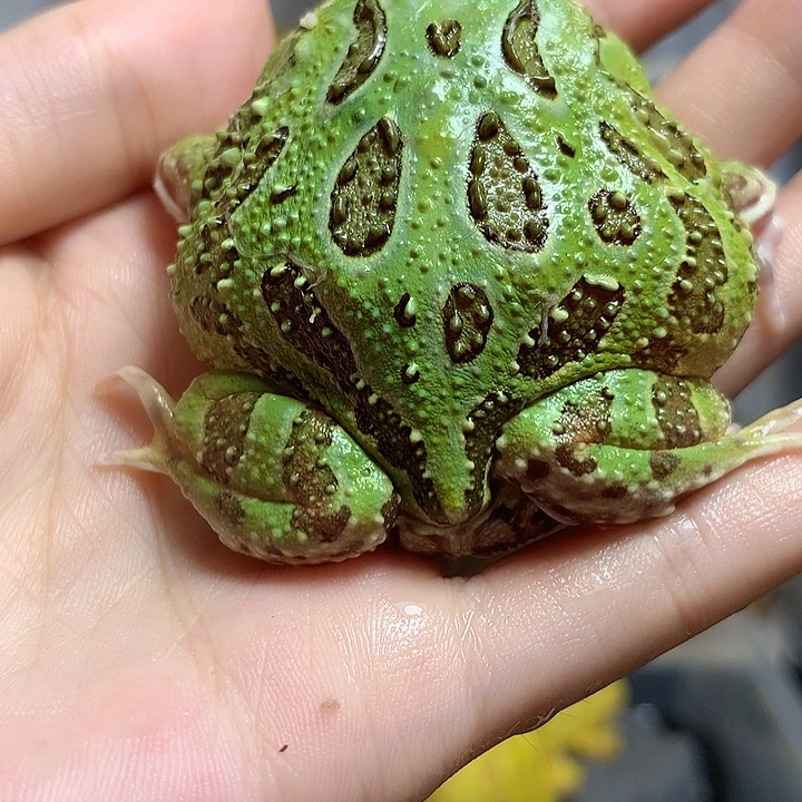 角蛙011绿角绿角绿角