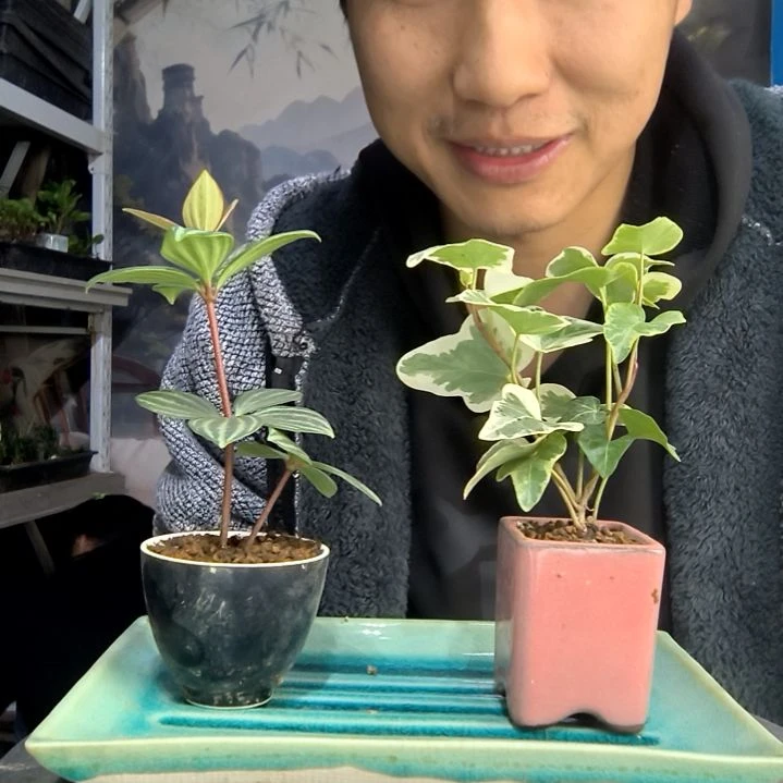 X*中青园艺一物一拍273