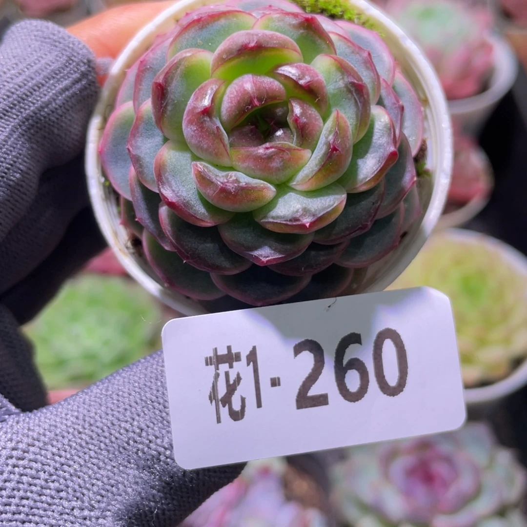 花利美1-260调色盘