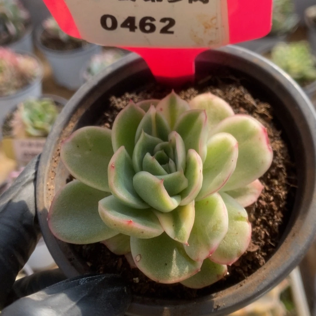 462东云杂锦锦锦锦锦锦