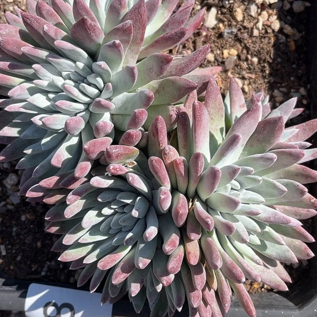 【闪购商品】6498拇指杂交