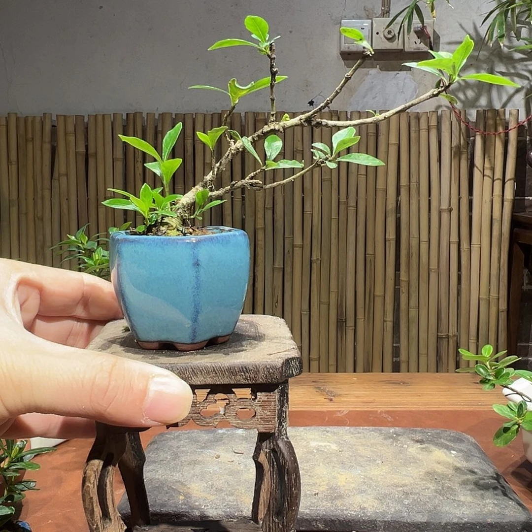 当前无花栽培后可以开花