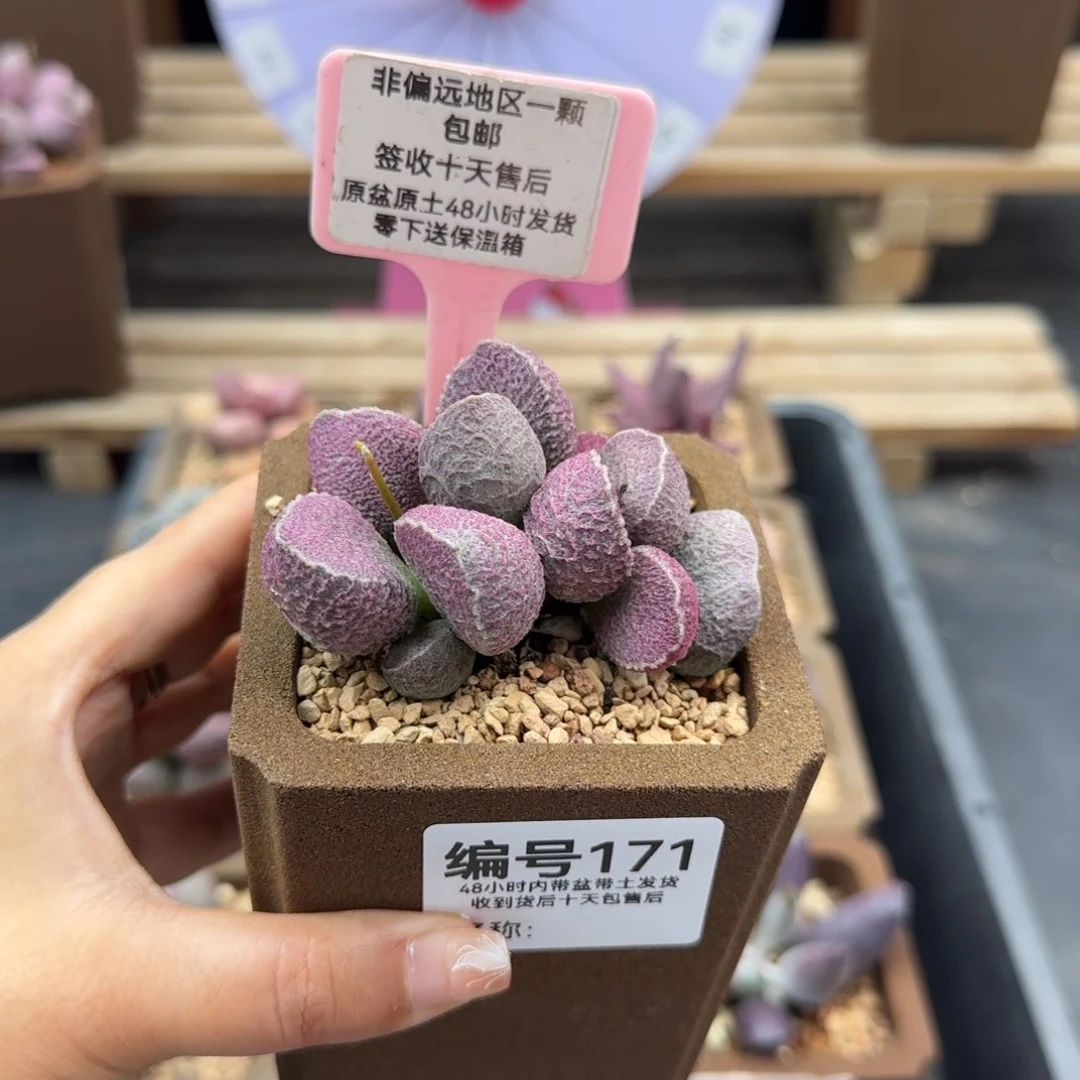 雨**晴171哈莫猪肝多肉植物