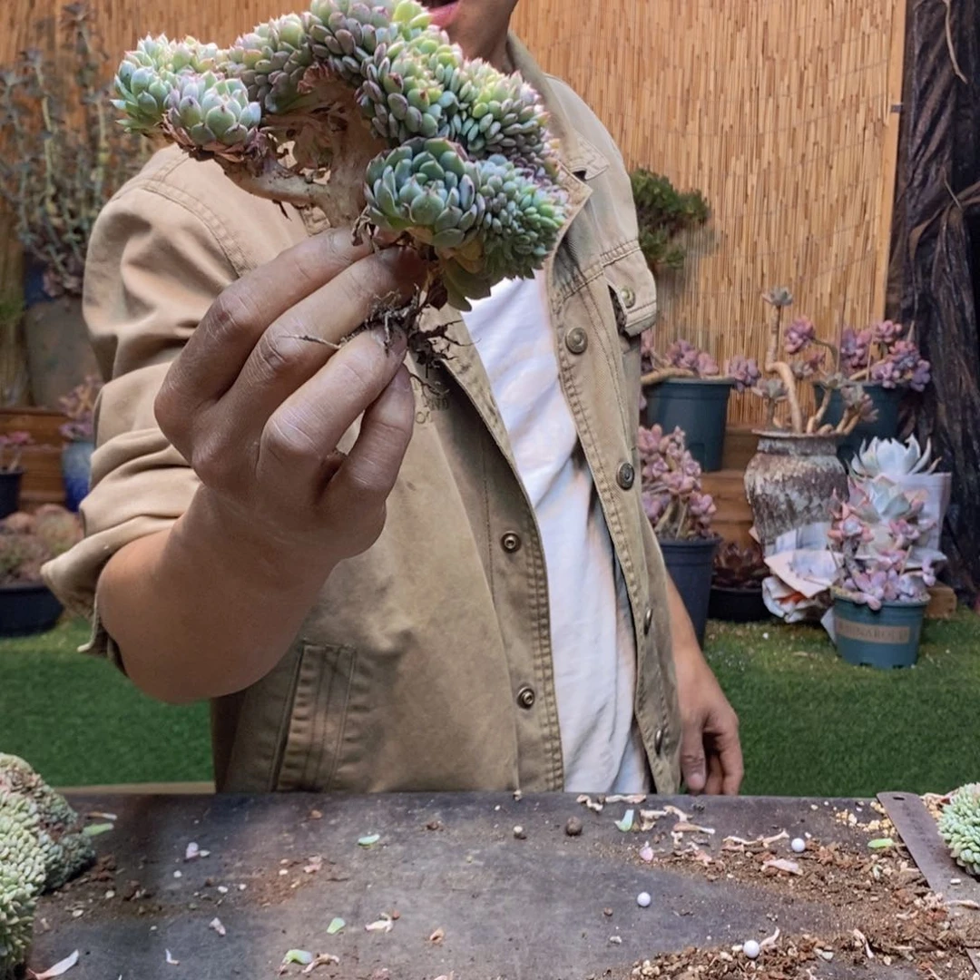 用****7白胖子缀化149